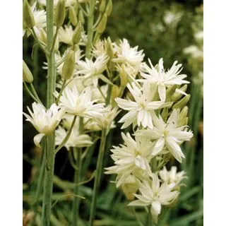 Compra CAMASSIA LEICHTLINII SEMIPLENA (25 Unid.). en la tienda online Fito Agrícola