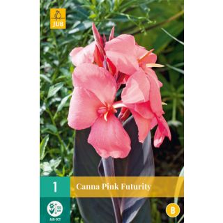 Compra CANNA PINK FUTURITY en la tienda online Fito Agrícola
