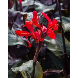 Compra CANNA RED FUTURITY (25 Unid.). en la tienda online Fito Agrícola
