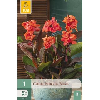 Compra CANNA PANACHE BLACK en la tienda online Fito Agrícola