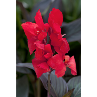Compra CANNA CANNOVA SCARLET HB (240 Plantas). en la tienda online Fito Agrícola