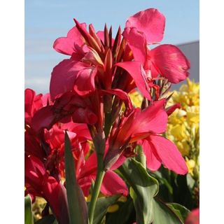 Compra CANNA SHINING PINK (25 Unid.). en la tienda online Fito Agrícola