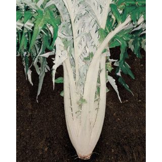 Compra CARDO BIANCO AVORIO A FOGLIE FRASTAGLIATE Sel. Marche (500 gr.). en la tienda online Fito Agrícola