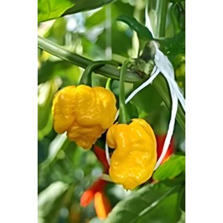 Compra PIMIENTO CAROLINA REAPER YELLOW F1 (250 Semillas). en la tienda online Fito Agrícola