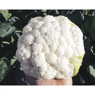 Compra COLIFLOR ALBUS F1 (2.500 Semillas). en la tienda online Fito Agrícola