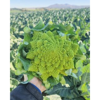 Compra ROMANESCO PRISCO F1 (2.500 Semillas) en la tienda online Fito Agrícola