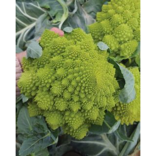 Compra ROMANESCO SABINO F1 (2.500 Semillas) en la tienda online Fito Agrícola