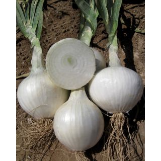 Compra CEBOLLA EUTERPE F1 Pildorada (5.000 Semillas) en la tienda online Fito Agrícola