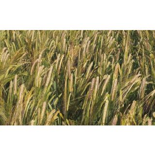 Compra CEBADA RUBIANA R2 Sin Tratar (25 Kgr.) en la tienda online Fito Agrícola