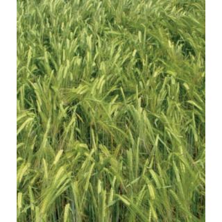 Compra CEBADA CIB 777 R2 (25 Kgr.). en la tienda online Fito Agrícola