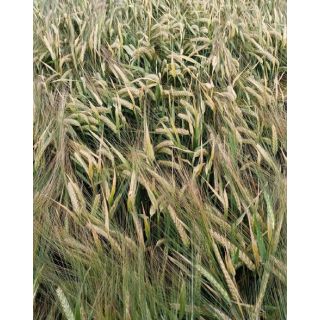 Compra CEBADA SKYWAY R1 (25 Kgr.). en la tienda online Fito Agrícola