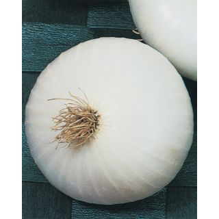 Compra CEBOLLA BIANCA DI MAGGIO Pildorada (25.000 Semillas) en la tienda online Fito Agrícola