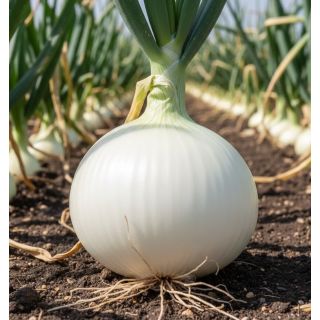 Compra CEBOLLA CIRRUS F1 (250.000 Semillas). en la tienda online Fito Agrícola