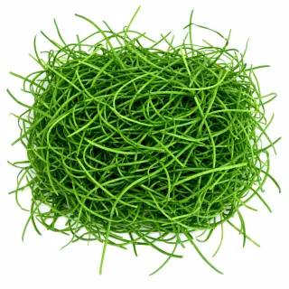 Compra CEBOLLA MICROGREENS (500 gr.). en la tienda online Fito Agrícola