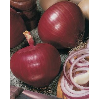 Compra CEBOLLA ROSSA DI FIRENZE Pildorada (5.000 Semillas). en la tienda online Fito Agrícola