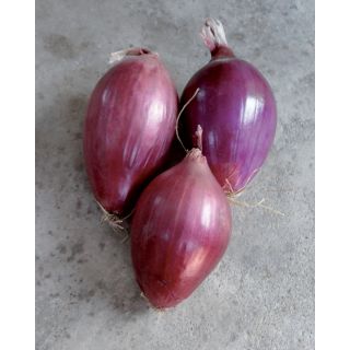 Compra CEBOLLA ROSSA DI TROPEA LUNGA Pildorada (5.000 Semillas) en la tienda online Fito Agrícola