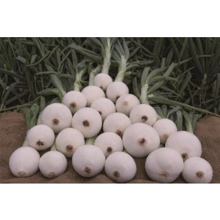 Compra CEBOLLA SANTA MARIA 21/23 (1 Kgr.). en la tienda online Fito Agrícola