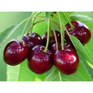 Compra CEREZO LAPINS en la tienda online Fito Agrícola