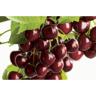 Compra CEREZO 484 en la tienda online Fito Agrícola