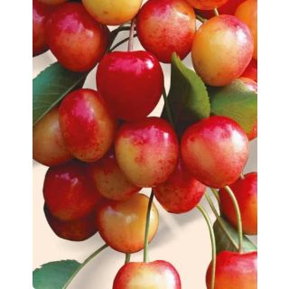 Compra CEREZO NAPOLEÓN en la tienda online Fito Agrícola