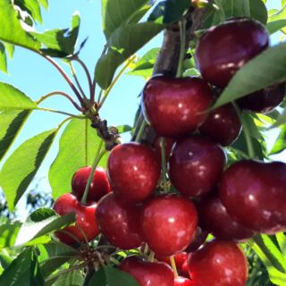 Compra CEREZO SANDON ROSE en la tienda online Fito Agrícola