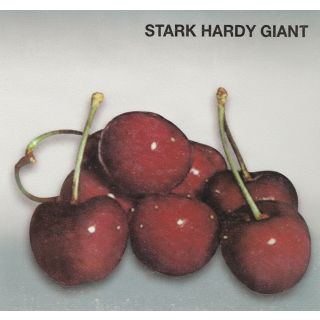 Compra CEREZO STARK HARDY GIANT (Starking) en la tienda online Fito Agrícola