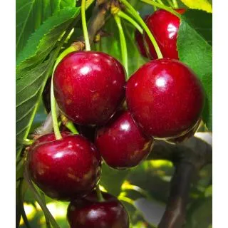 Compra CEREZO 4-70 (Marvin) en la tienda online Fito Agrícola