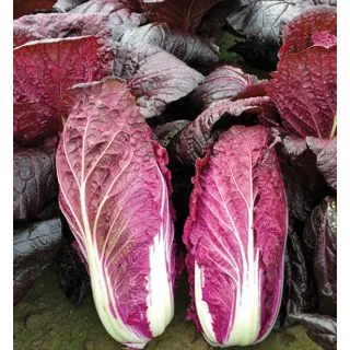 Compra COL CHINA SCARVITA F1 (2.500 Semillas) en la tienda online Fito Agrícola