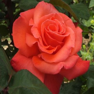 Compra ROSAL CHRISTOPHE COLOMB ® Meironsse en la tienda online Fito Agrícola