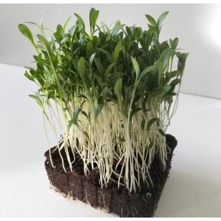 Compra CILANTRO MONOGERMEN MICROGREENS (5 Kgr.). en la tienda online Fito Agrícola