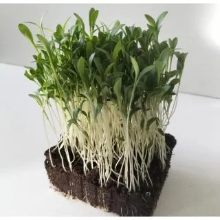Compra CILANTRO MONOGERMEN MICROGREENS ECOLÓGICO (5 Kgr.). en la tienda online Fito Agrícola