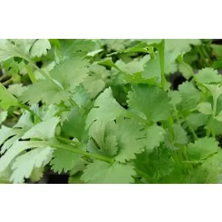 Compra CILANTRO ECOLÓGICO ME11 en la tienda online Fito Agrícola