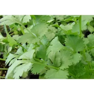 Compra CILANTRO CORIANDER (144 Plantas). en la tienda online Fito Agrícola