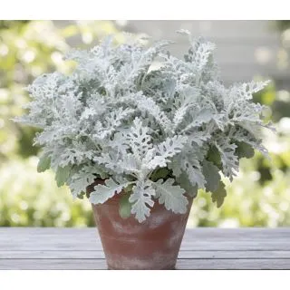Compra CINERARIA MARITIMA SILVERDUST (240 Plantas). en la tienda online Fito Agrícola
