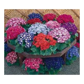 Compra CINERARIA ROYALTY TOTAL MIX (1000 Semillas). en la tienda online Fito Agrícola