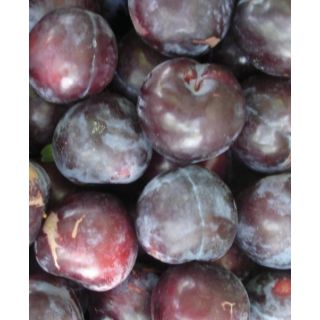 Compra CIRUELO FRIAR en la tienda online Fito Agrícola