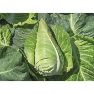 Compra COL FERNANDO F1 Precisión ECOLÓGICA (10.000 Semillas). en la tienda online Fito Agrícola