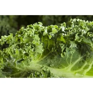 Compra COL KALE MS12 en la tienda online Fito Agrícola