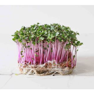 Compra COL ROJA MICROGREENS (5 Kgr.). en la tienda online Fito Agrícola
