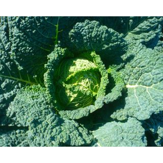 Compra COL EARLY QUEEN F1 (2.500 Semillas). en la tienda online Fito Agrícola