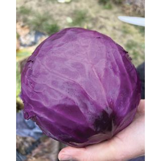 Compra COL JESSICA F1 (2.500 Semillas). en la tienda online Fito Agrícola