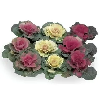 Compra COL ORNAMENTAL ONLULADA MIX (144 Plantas). en la tienda online Fito Agrícola