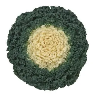 Compra COL ORNAMENTAL RIZADA BLANCA (144 Plantas). en la tienda online Fito Agrícola