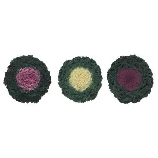 Compra COL ORNAMENTAL RIZADA MIX (144 Plantas). en la tienda online Fito Agrícola