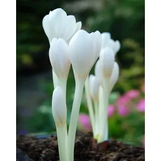 Compra COLCHICUM AUTUMNALE ALBUM (10 Unid.). en la tienda online Fito Agrícola