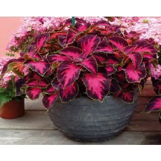 Compra COLEO PREMIO SUN CHOCOLATE COVERD CHERRY (1000 Semillas). en la tienda online Fito Agrícola