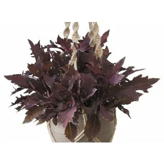 Compra COLEOS FLAME THROWER HABANERO (125 Plantas). en la tienda online Fito Agrícola