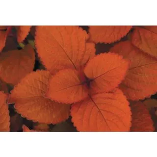 Compra COLEOS SUNFIGHTER CAMPFIRE (125 Plantas). en la tienda online Fito Agrícola