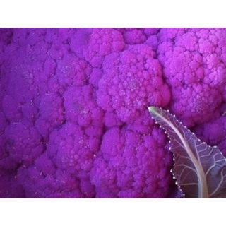 Compra COLIFLOR GRAFFITI F-1 EPS294 en la tienda online Fito Agrícola