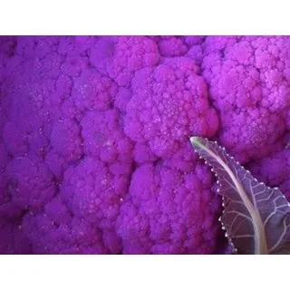 Compra COLIFLOR MORADA MS6 en la tienda online Fito Agrícola